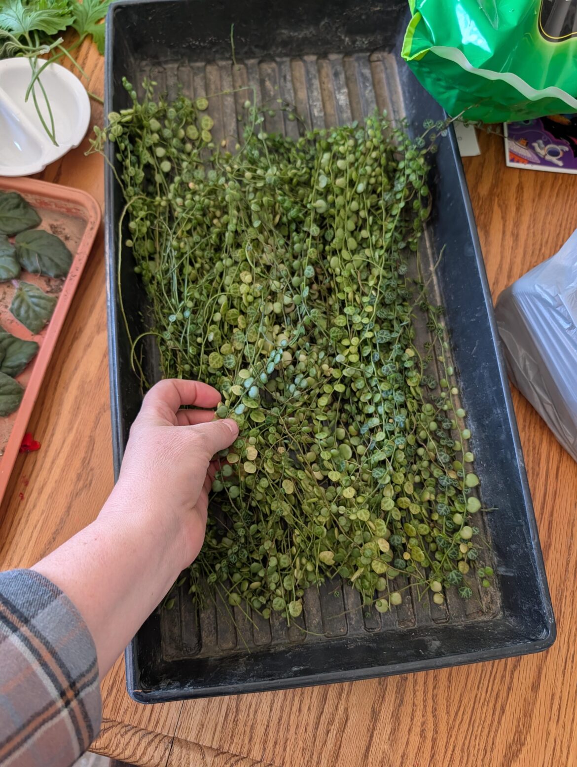 String of turtles propogation