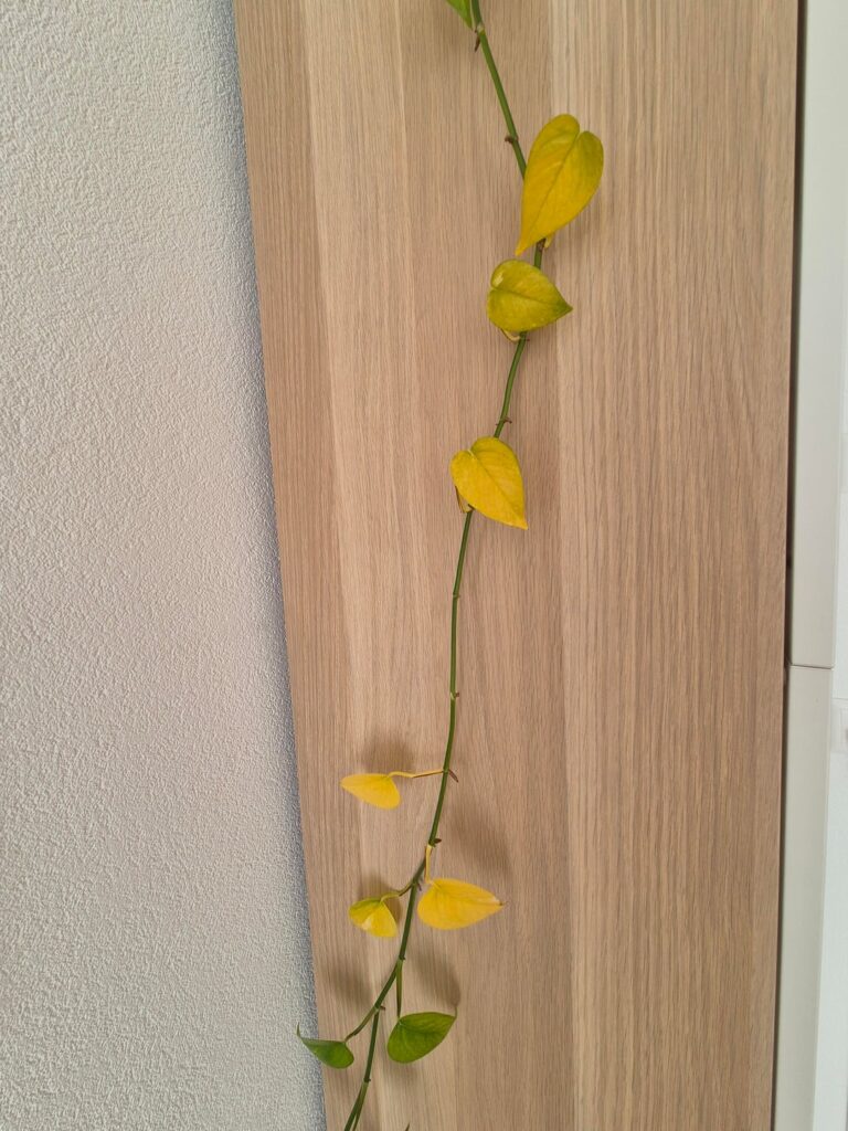 Leaves turning yellow