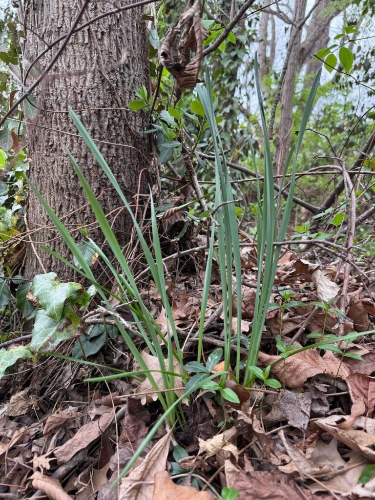 Wild Daffodils? Wild Daffodils?