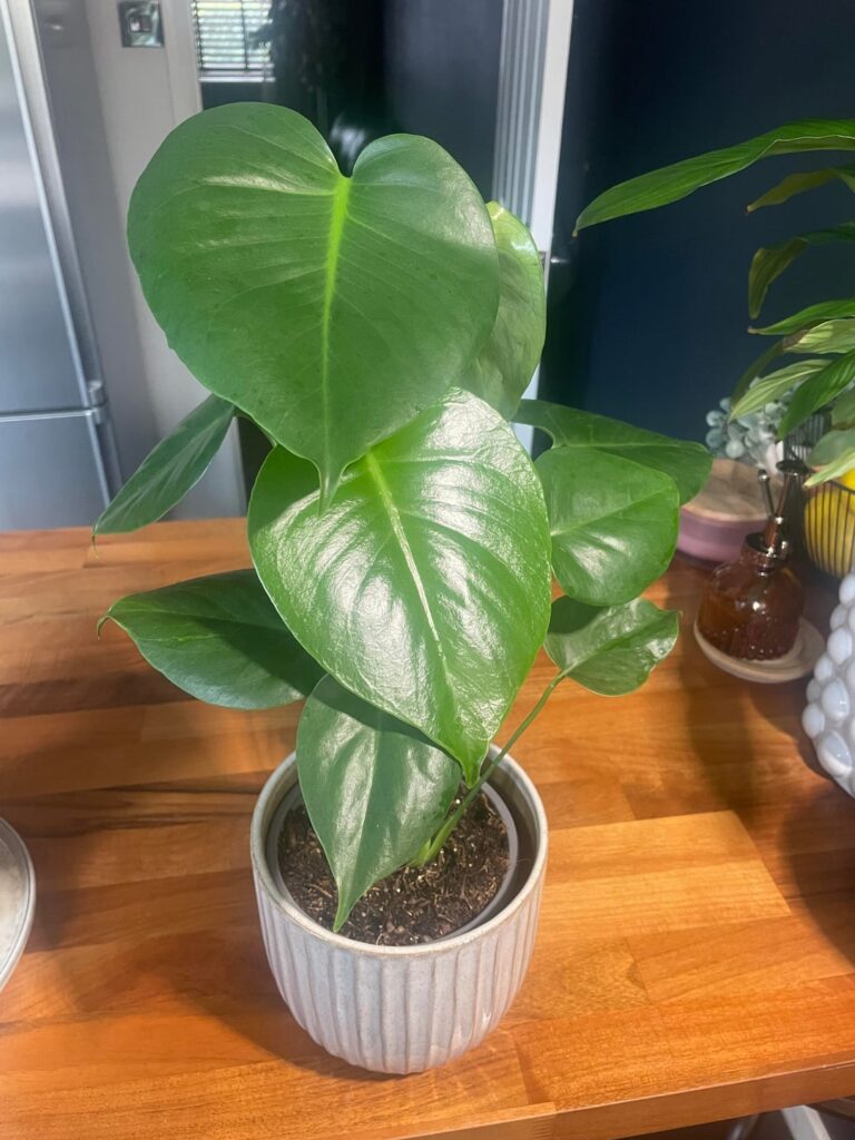 New Monstera Mum New Monstera Mum