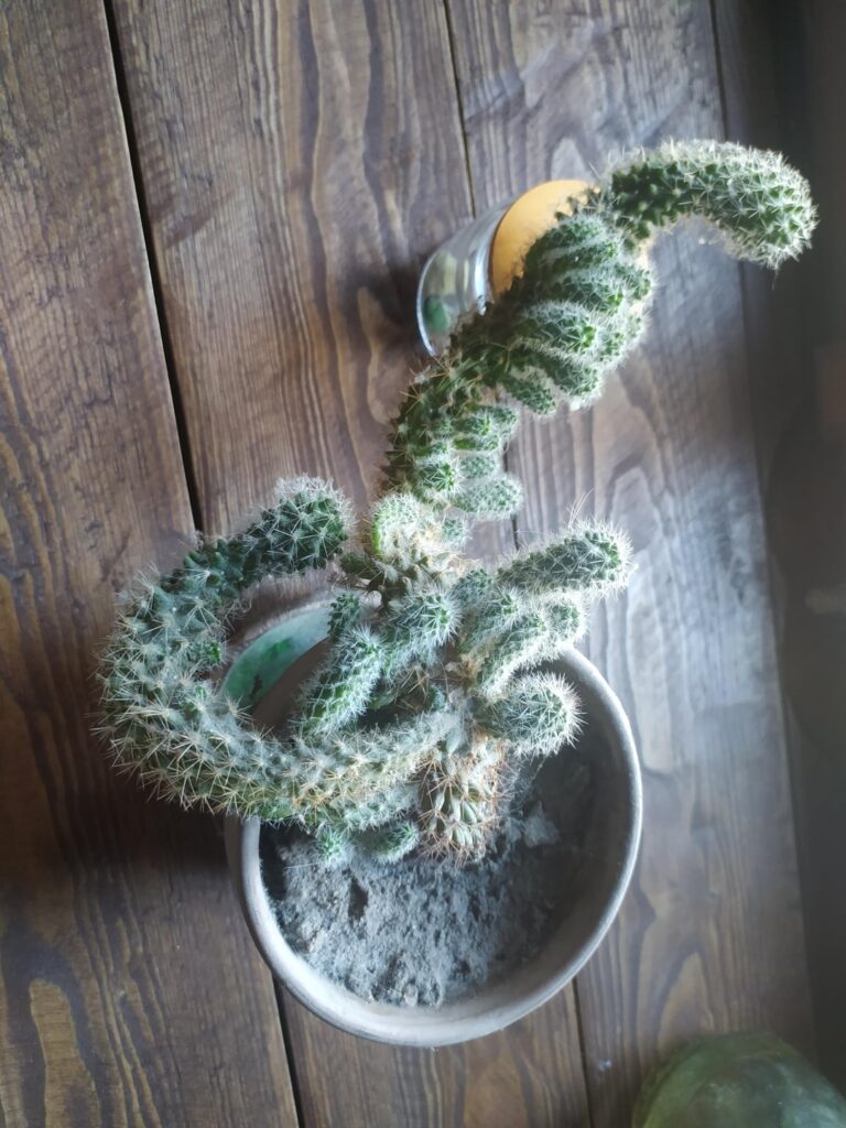 Please help me identify my cactus
