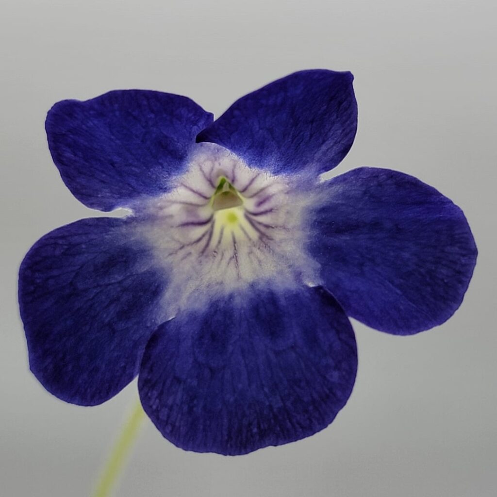 Pinguicula jackii