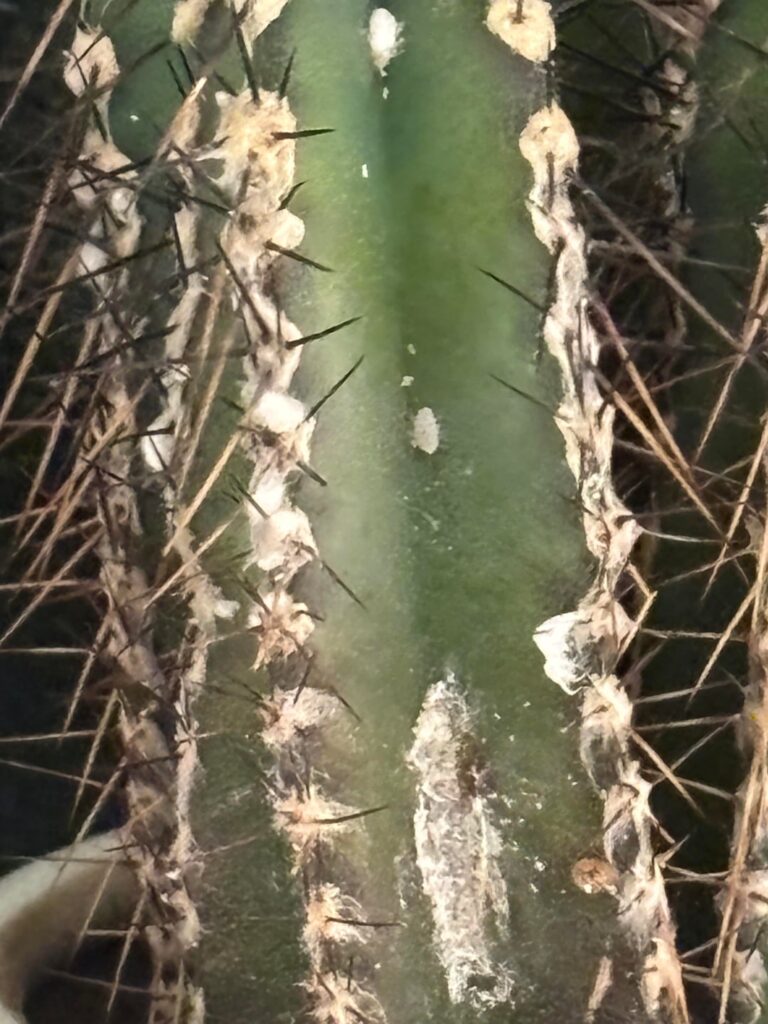 Mealy bugs? Mealy bugs?