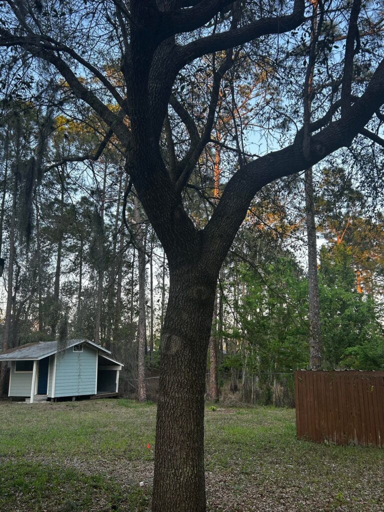 How badly was this oak pruned by the previous owners?