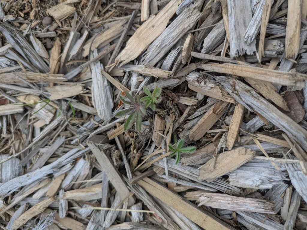 Sundial lupine PA 6B