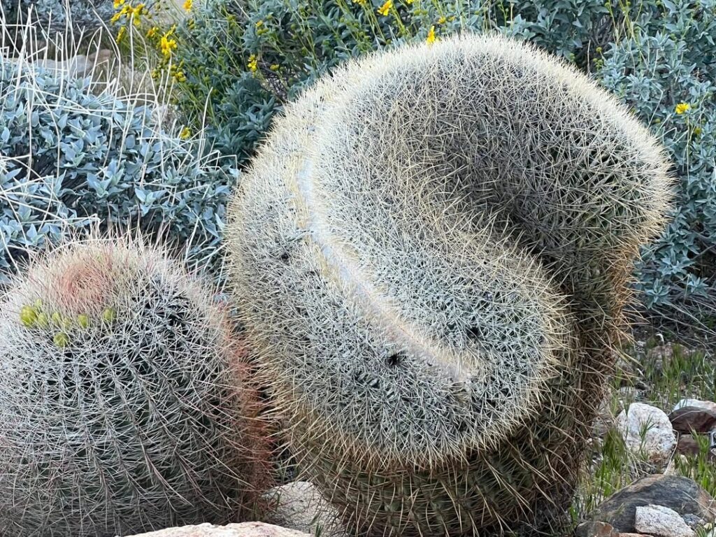 Crested Barrel Cactus, Anza Borrego State Park