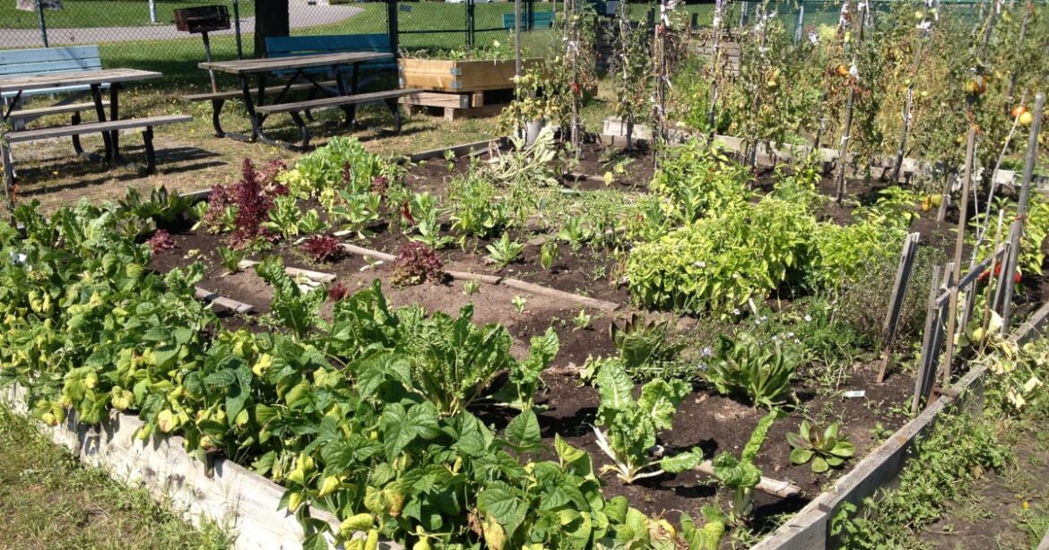 Community Gardens in Saint-Laurent | Ville de Montréal