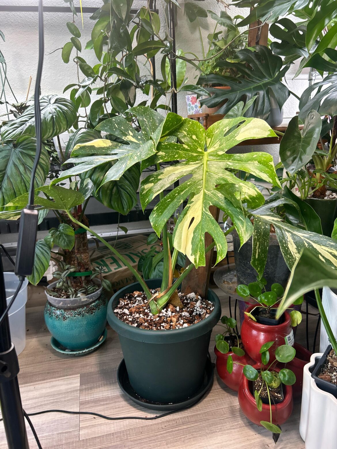 Thai con repotted