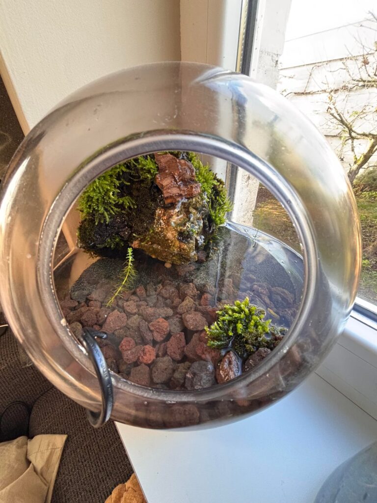 mossarium or aquarium?