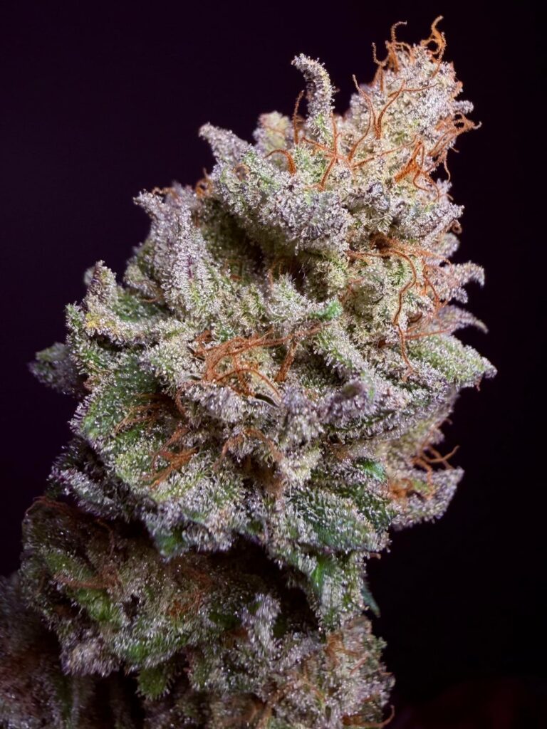 Banana Hammock × Lilac Diesel #22 — super greasy, terp heavy flower Banana Hammock × Lilac Diesel #22 — super greasy, terp heavy flower