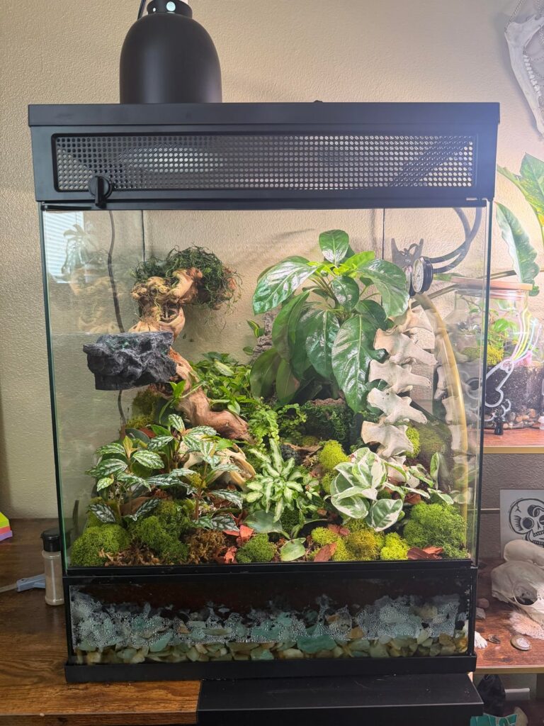 Finally built my dream terrarium and got my first crestie!