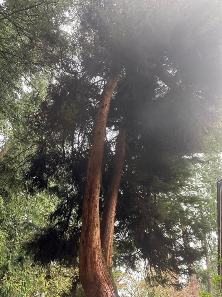 Hey need help identifying this species. Is anyone able to identify of this photos? Highly appreciate it. Can also take more photos if needed.