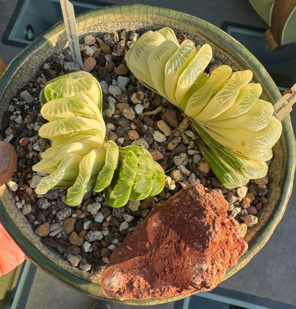 My two variegated Truncatas, top one is reverse variegate