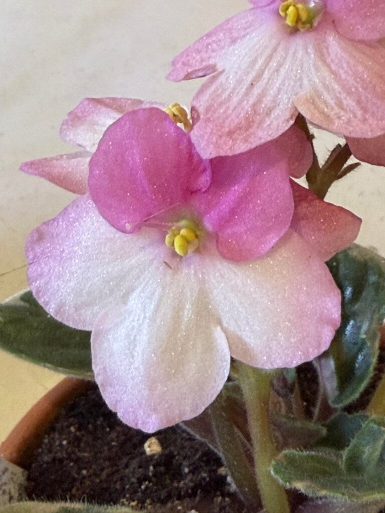 What is this bug on my violet?