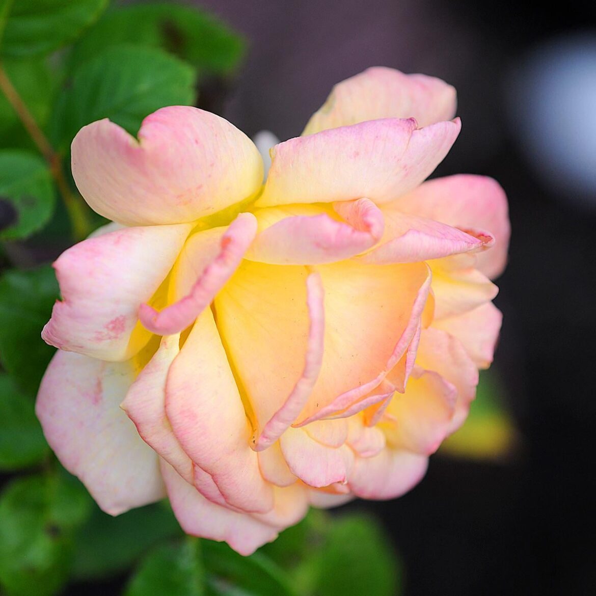 ‘Peace’ hybrid rose porn
