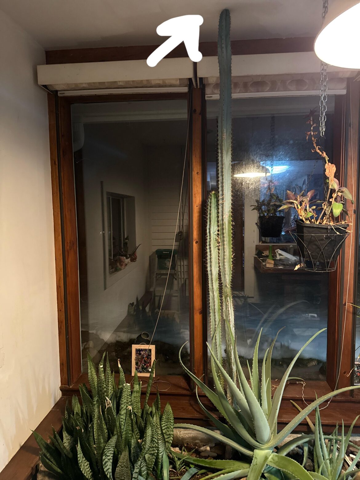 Large cactus help Large cactus help