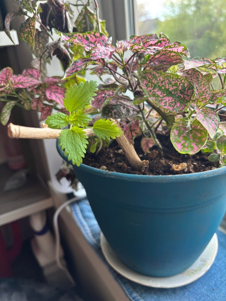 Mystery friend in Polka Dot Plant