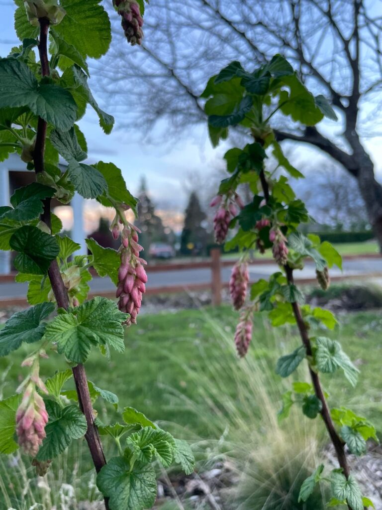 First Flowers on My 3 Year-Old Red Flowering Currant