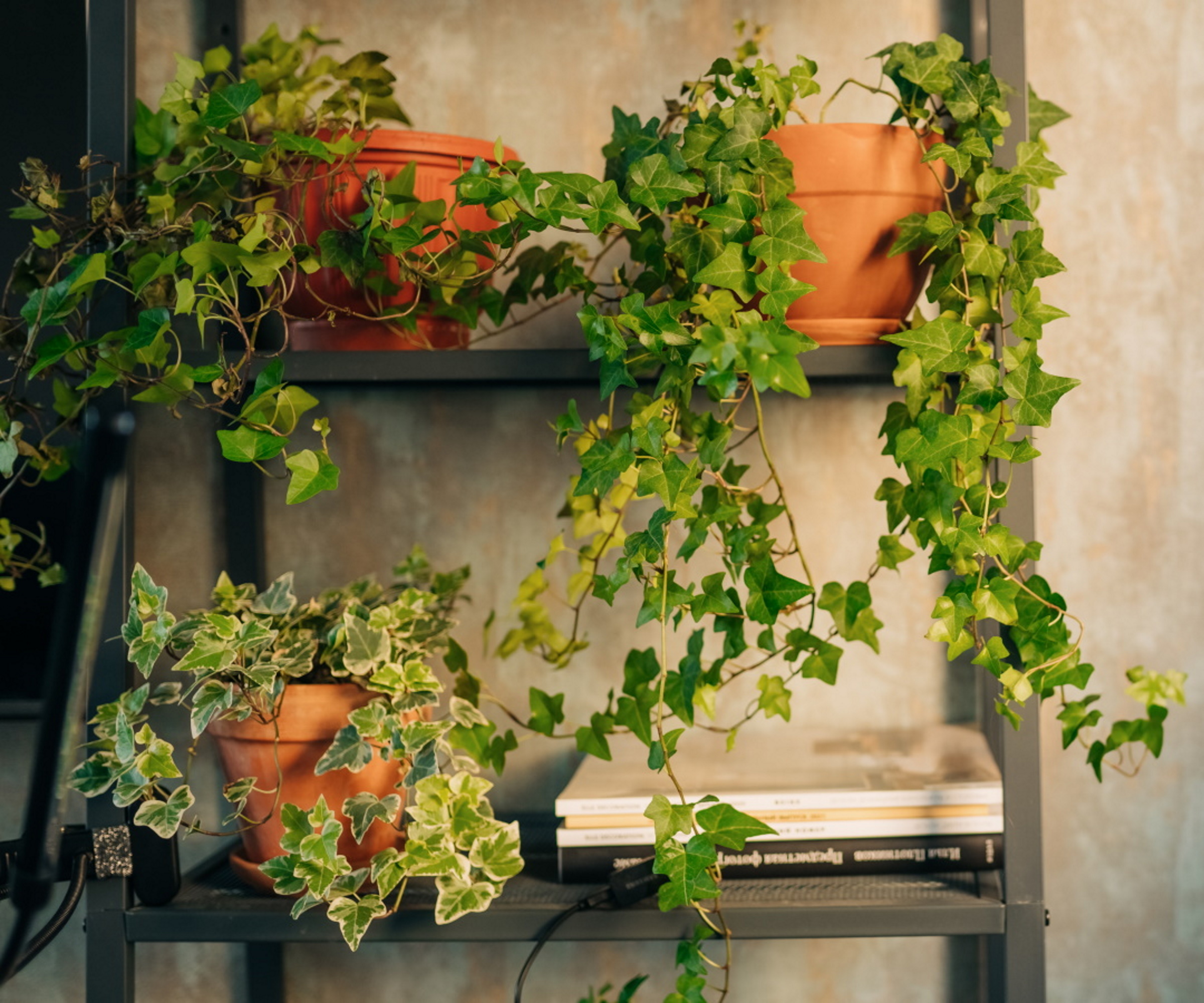 Ivy trailing down shelf