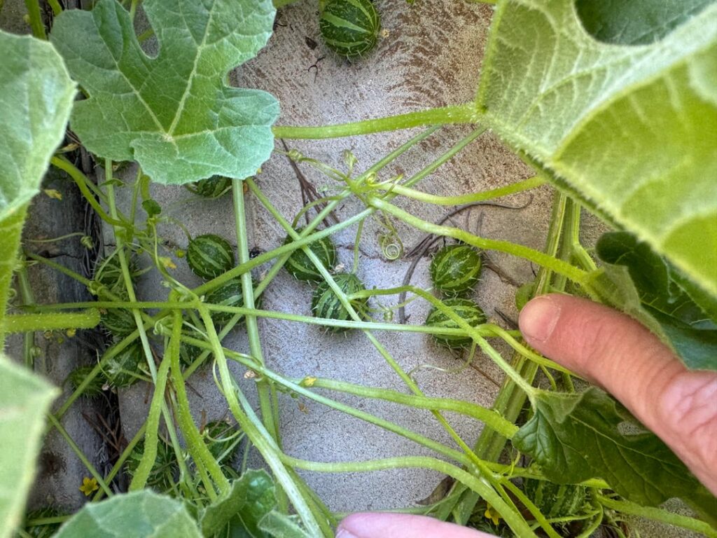 Some kind of cucumber?