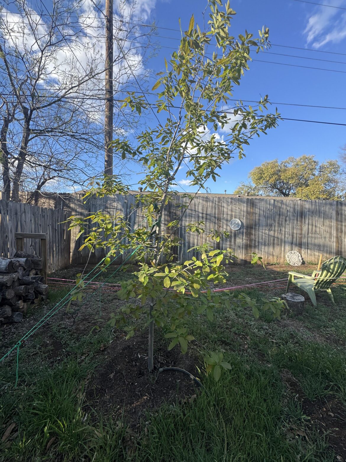 Do I need to keep this monetary oak staked?