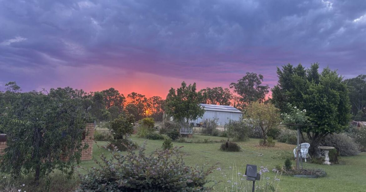 The 2025 Singleton Tidy Towns winning garden.