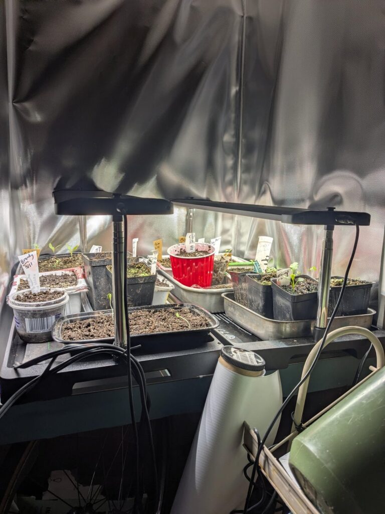 Seed Starting Setup and First Success