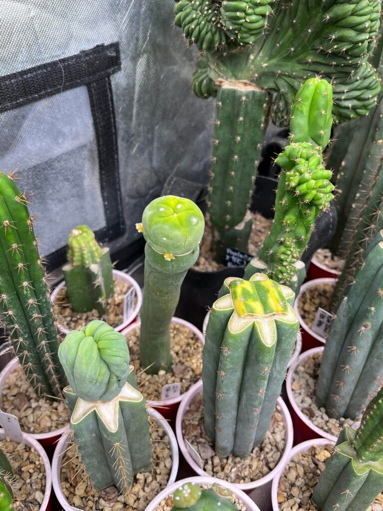 My grow and Vivosun My grow and Vivosun