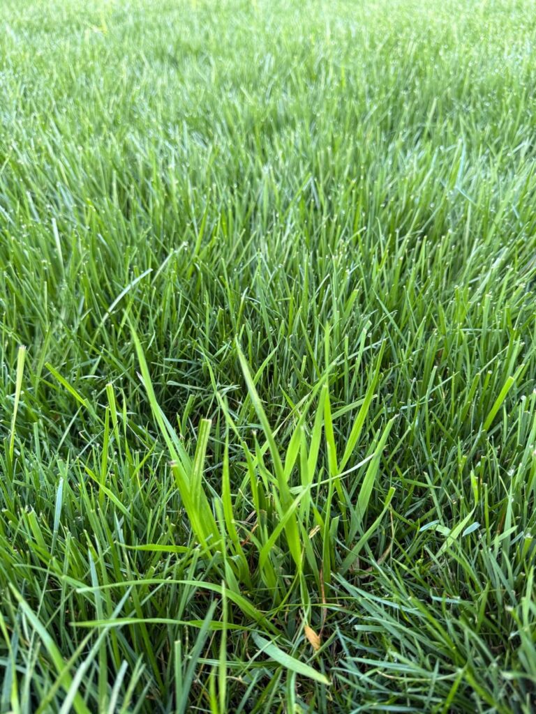 Identify this weed please! Greensboro, North Carolina
