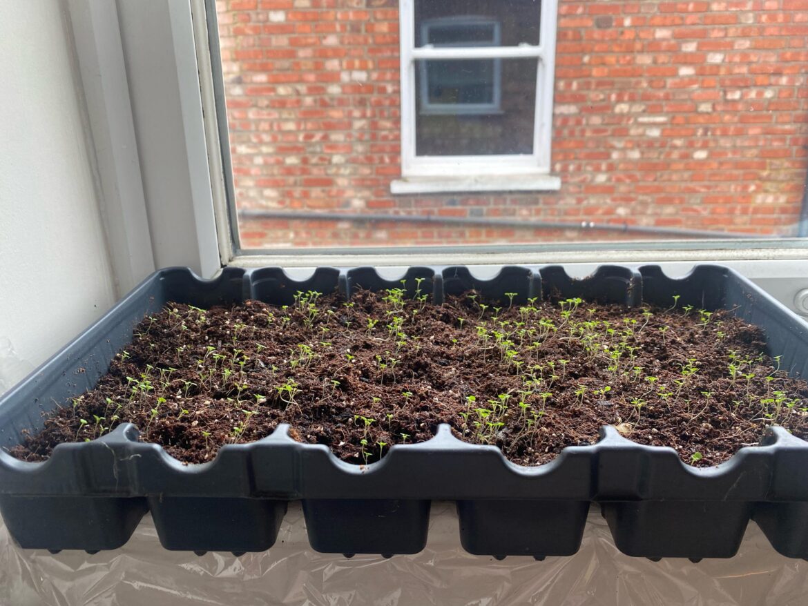 Any hope for this creeping thyme