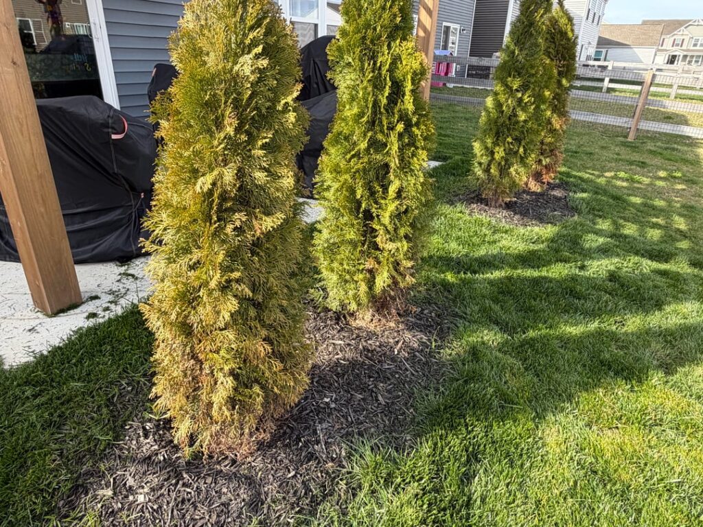 Emerald green arborvitae issue? Emerald green arborvitae issue?