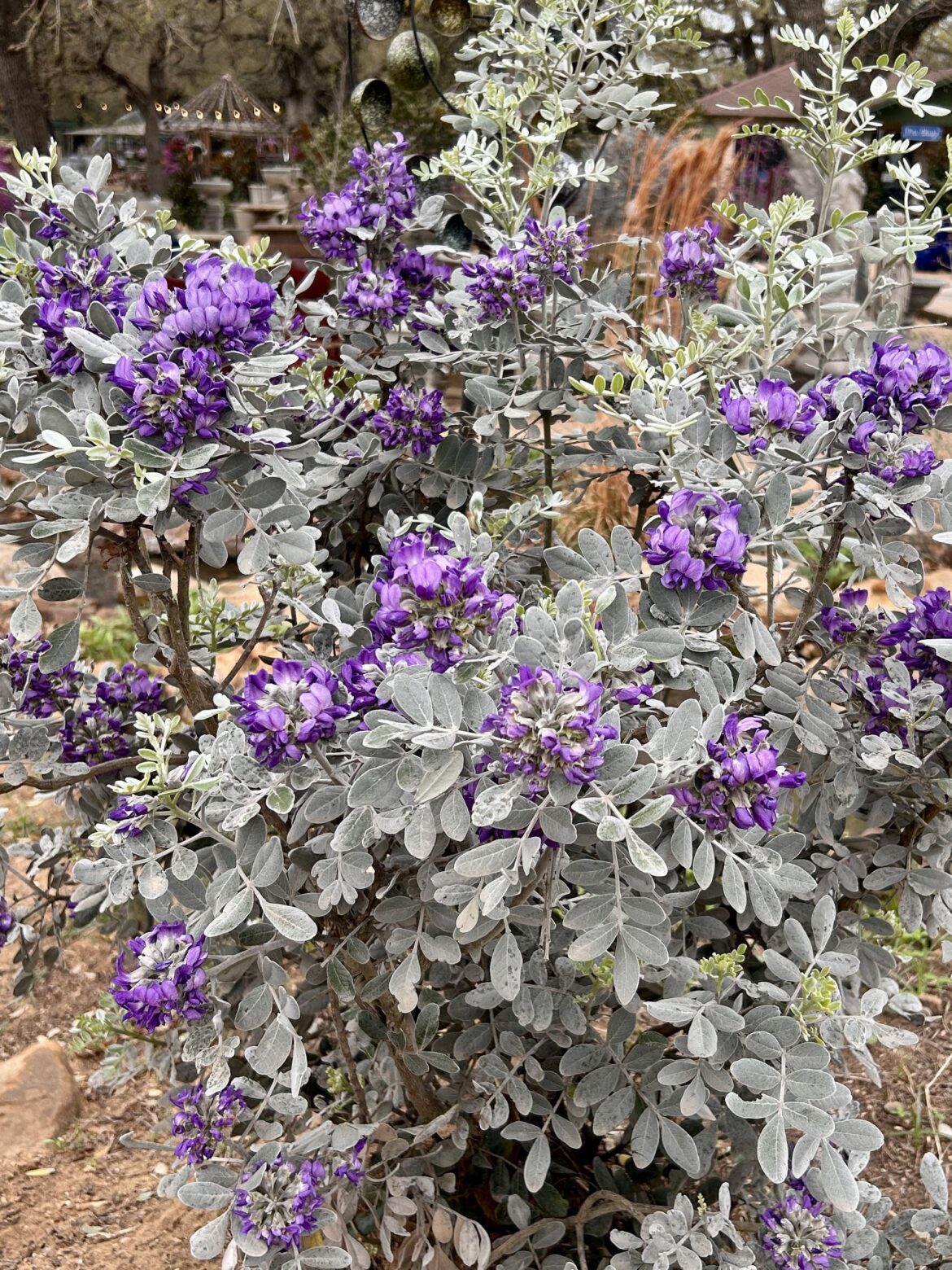 I’ve been loving all of the Mountain Laurel posts! Here’s my young Silver Sierra
