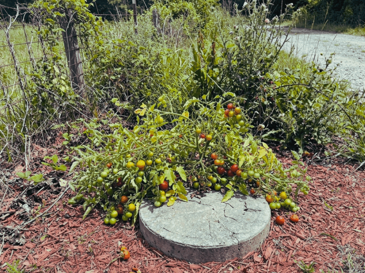 Found a tomato plant growing out of a sewer! Found a tomato plant growing out of a sewer!