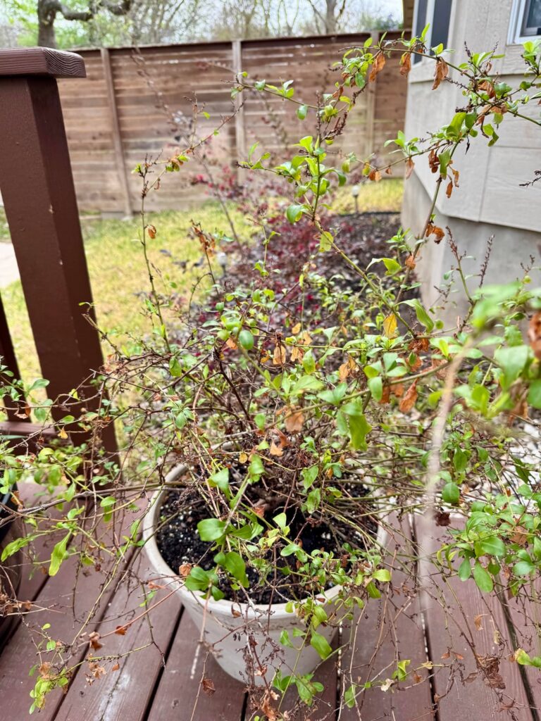 Wiry Plumbago Suggestions