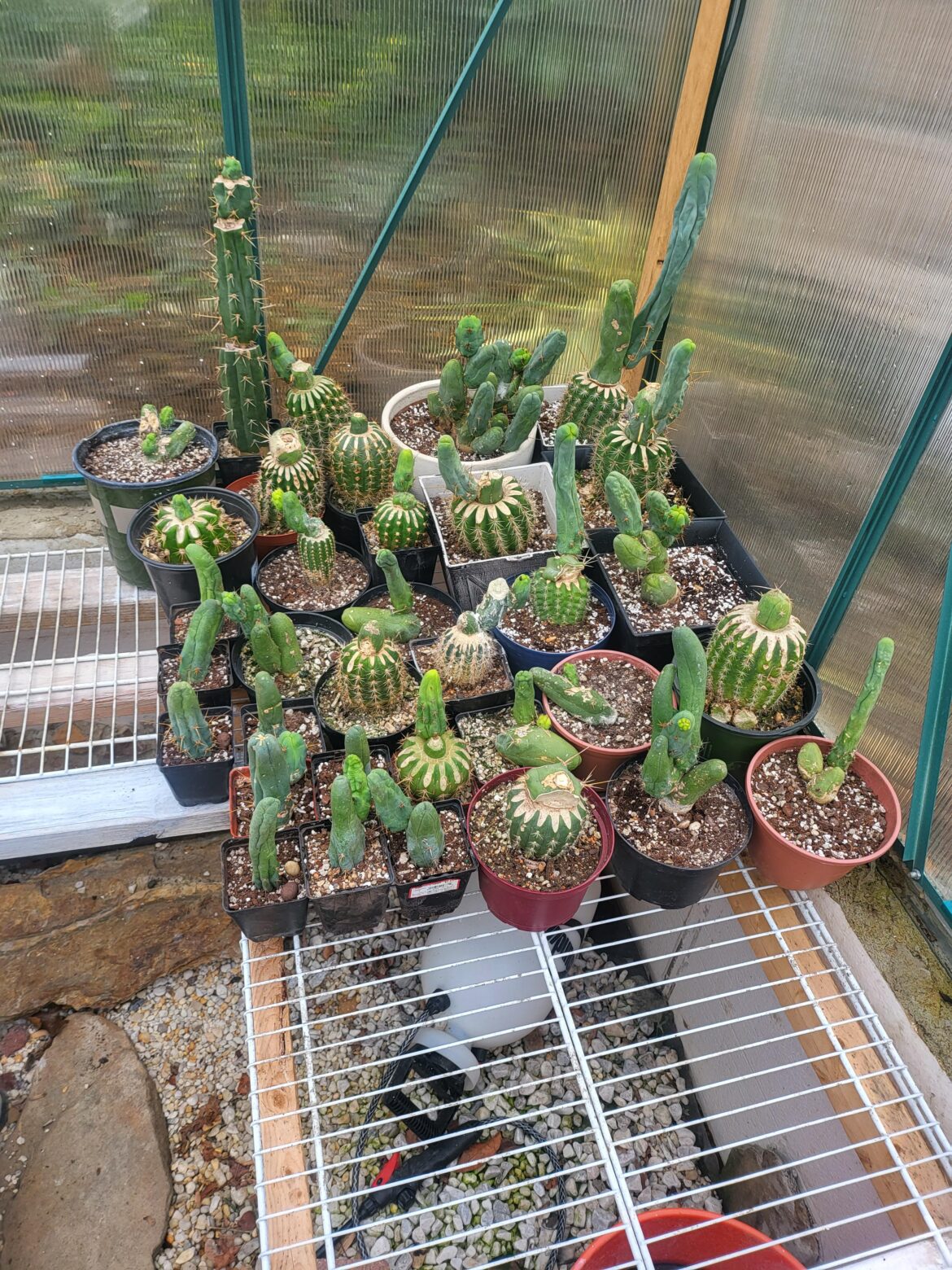 Organizing the penis corner!