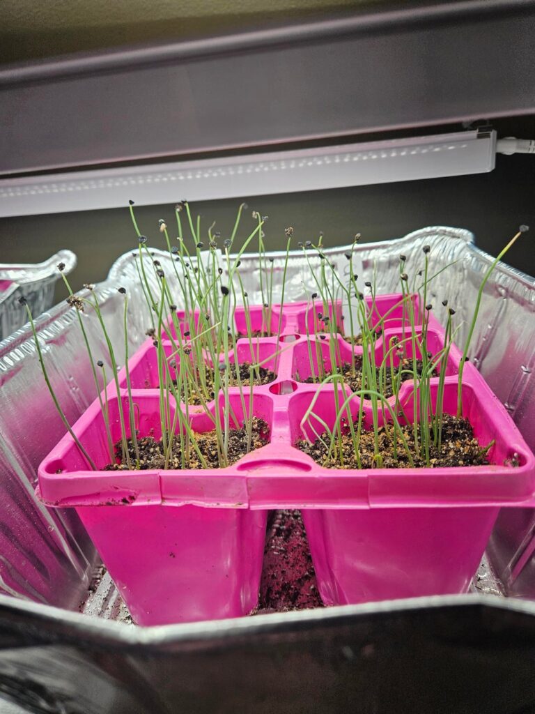 Onion seedling, next step