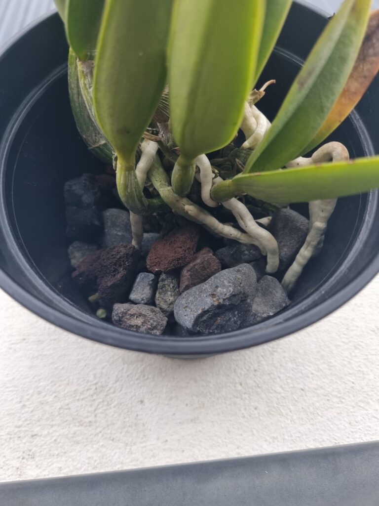 How to know when to repot? Cattleya Jairak Cute How to know when to repot? Cattleya Jairak Cute