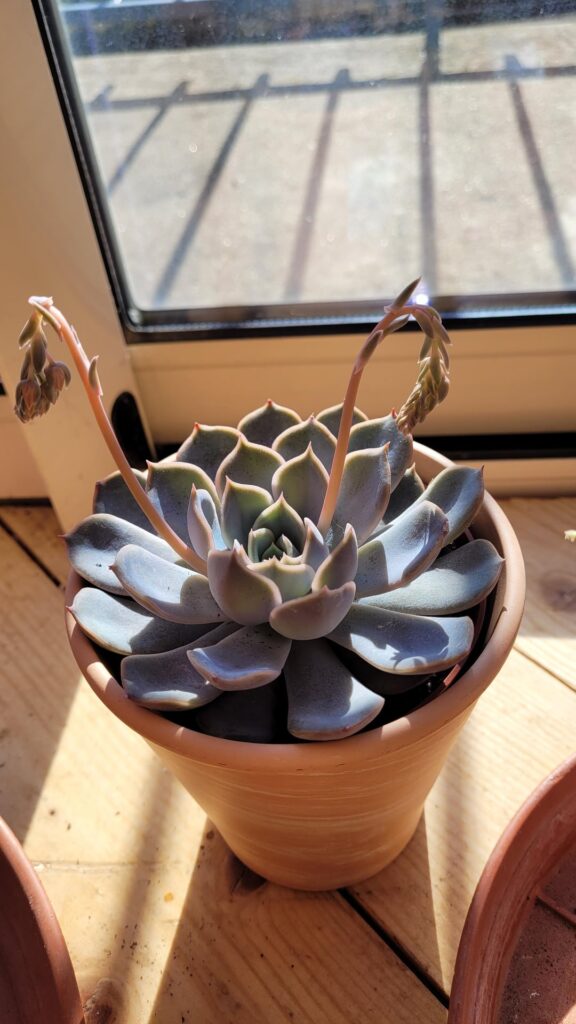 Flowering