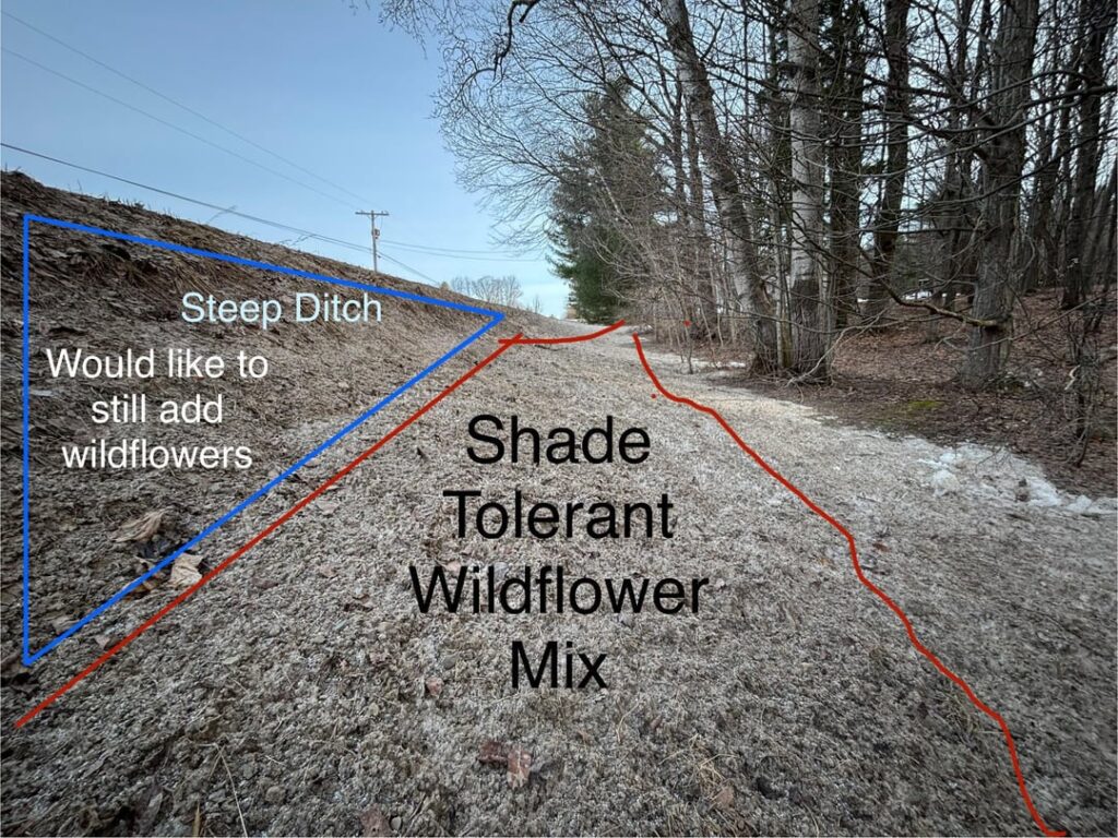 Looking to start my first pollination habitat this year – Does anyone have experience with roadside wildflower beds? NYS/Zone 5b Looking to start my first pollination habitat this year - Does anyone have experience with roadside wildflower beds? NYS/Zone 5b