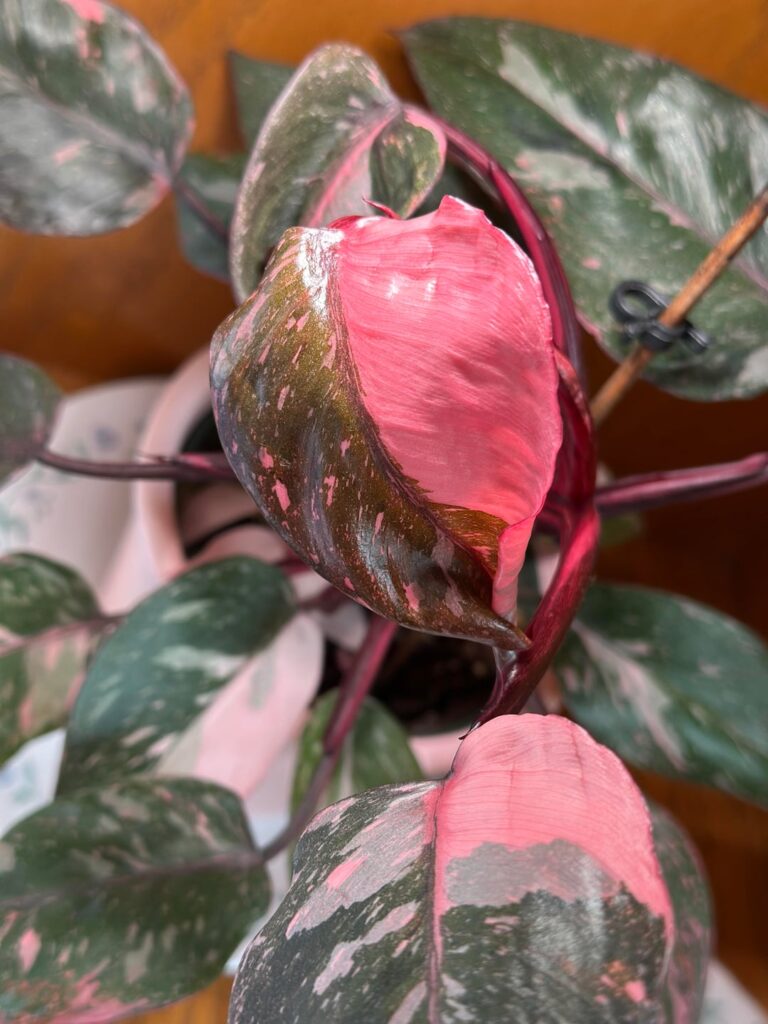 😍💖