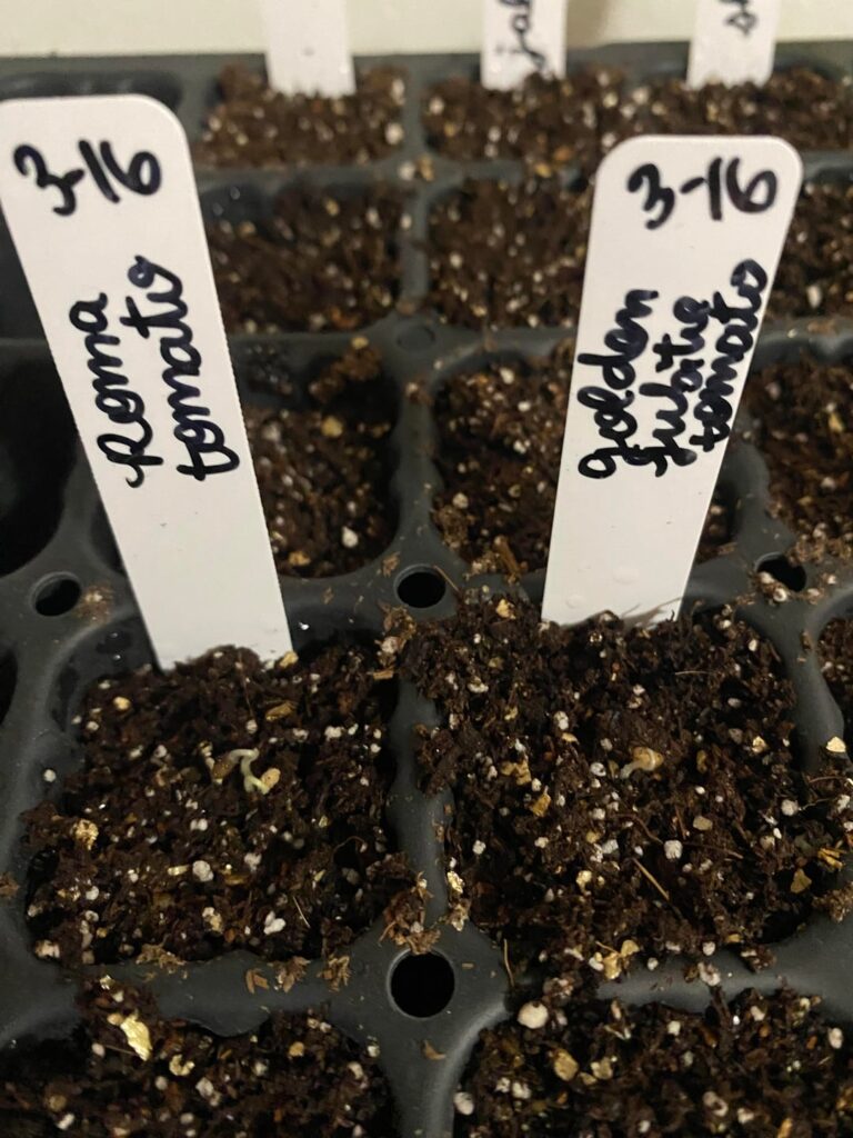 SEEDLINGS emerged but not all. What do I do? SEEDLINGS emerged but not all. What do I do?