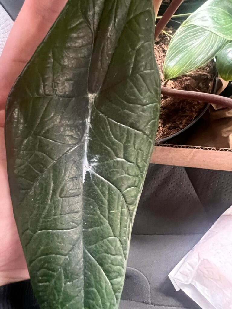 Alocasia scalprum- is this white stuff just residue from water left on the leaf? Or something more concerning?