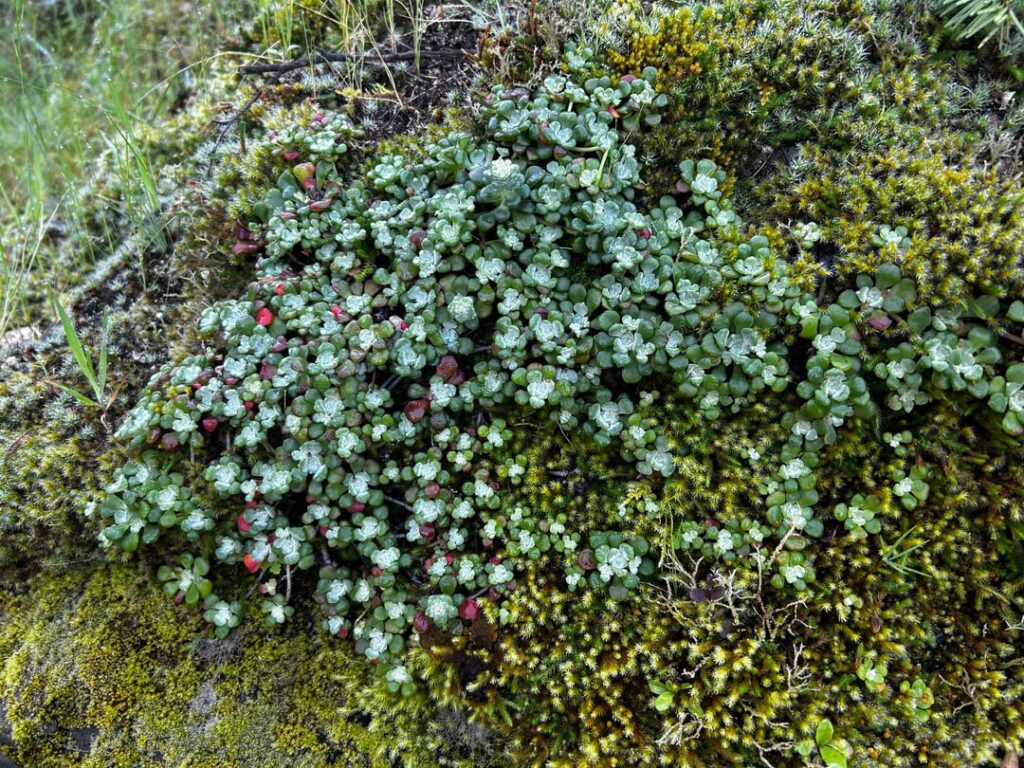 Native Sedum spathulifolium - in habitat