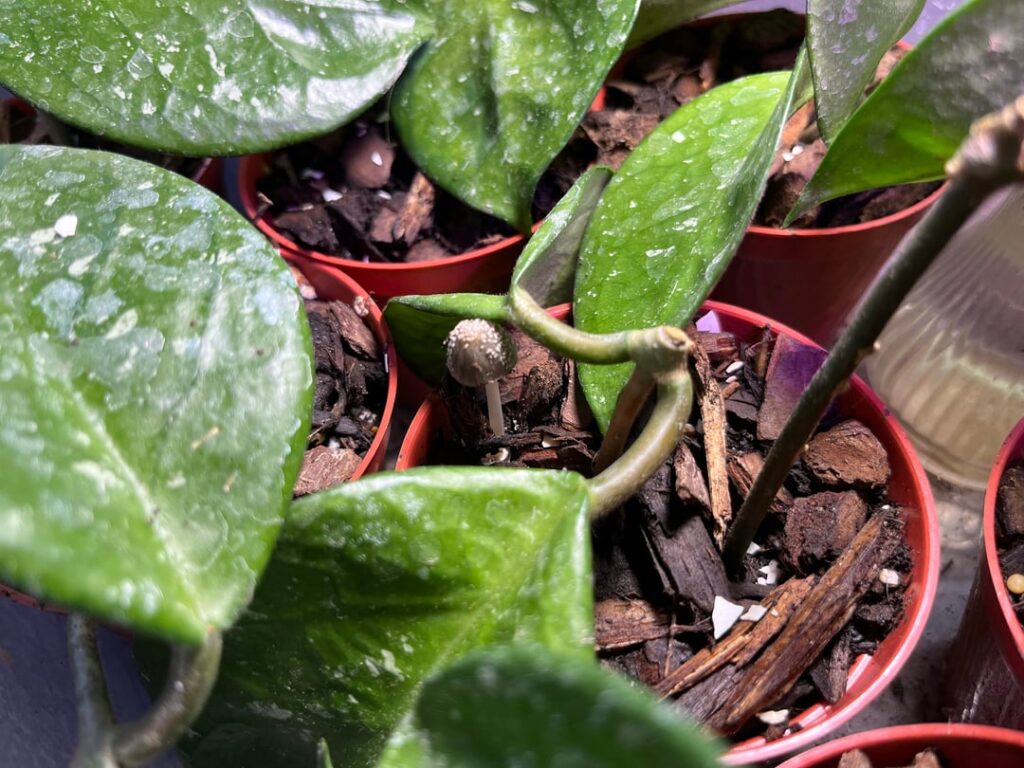 Mushrooms in my Hoya