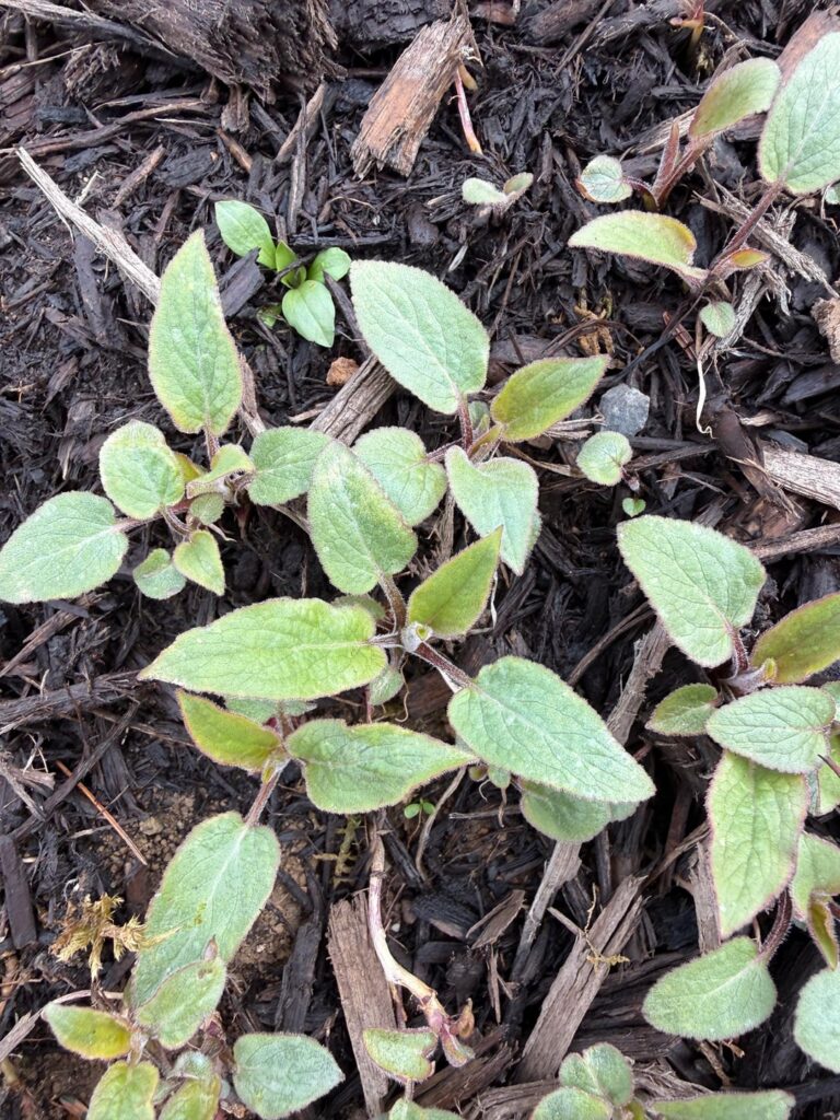 Help, what is this? Help, what is this?