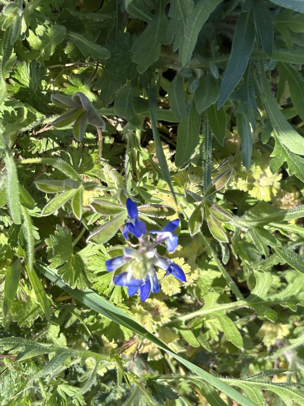 First Flower!