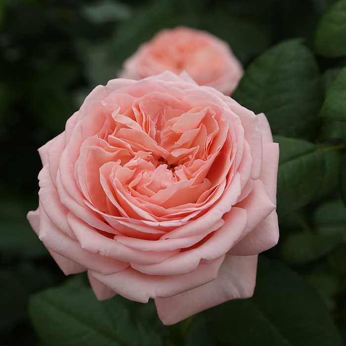 Rose, Hybrid Tea, Martha Stewart&trade;