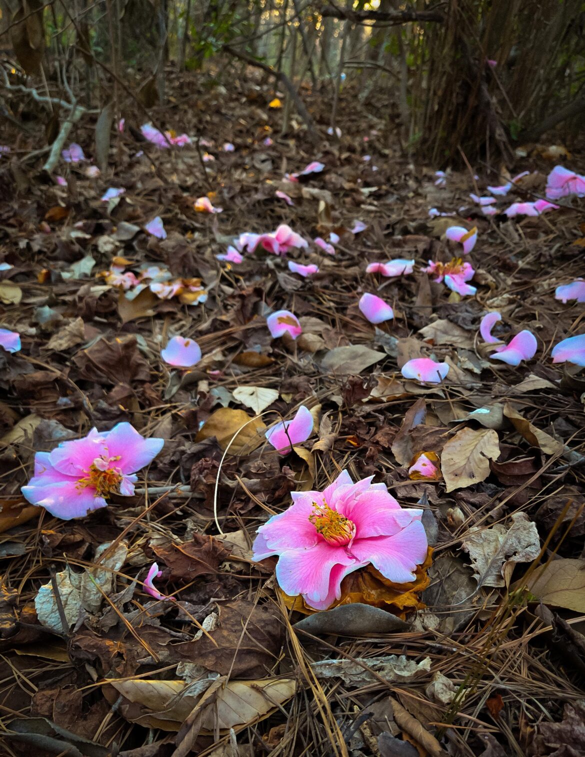 [Oc] Fallen Blossoms of a kind of Azalea Tree where I walk. Not sure specifics. Pittsboro NC US