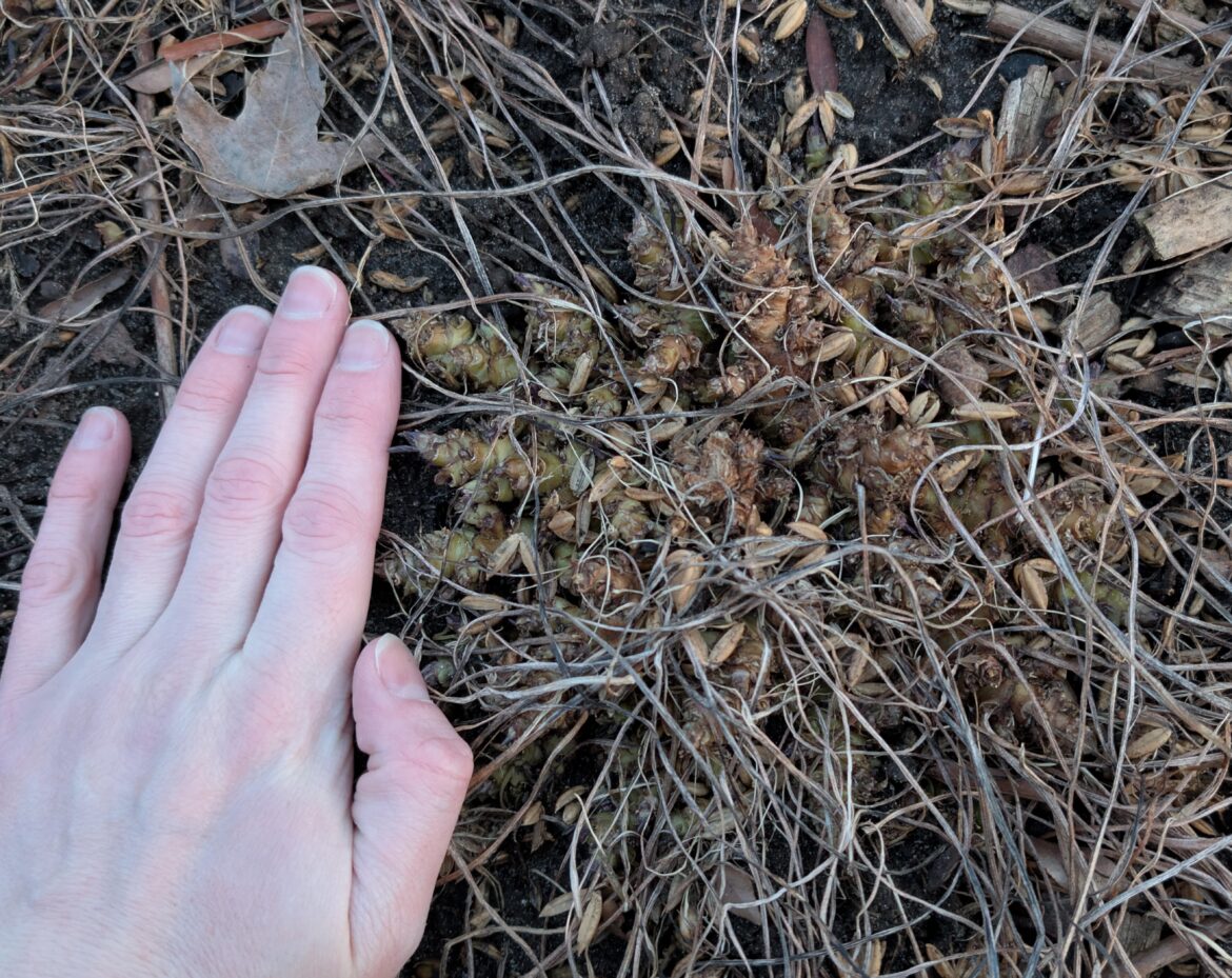 We have monster violets - these are the rhizomes from a single plant! (SE MI, USA)
