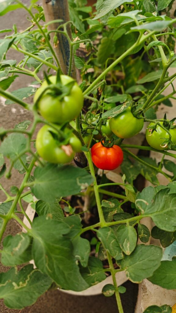 Tomato : First time growing